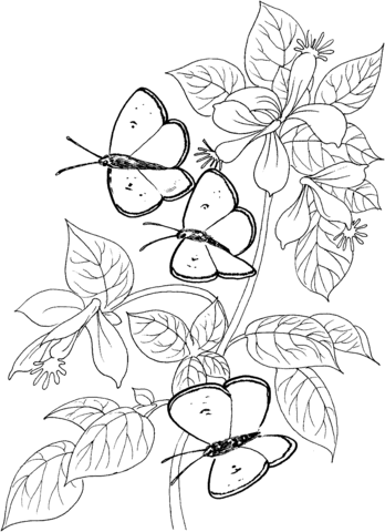 Three Butterflies Coloring Page